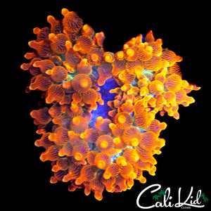 SUNBURST TYPE ANEMONE