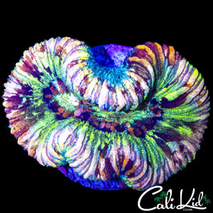 ULTRA RAINBOW TRACHY