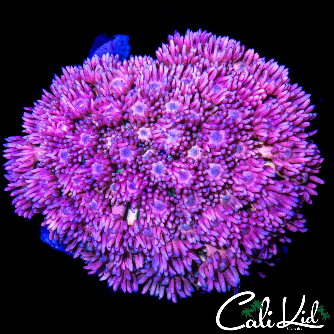 WHITE TENTACLE PINK & PURPLE GONI COLONY
