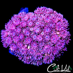 WHITE TENTACLE PINK & PURPLE GONI COLONY
