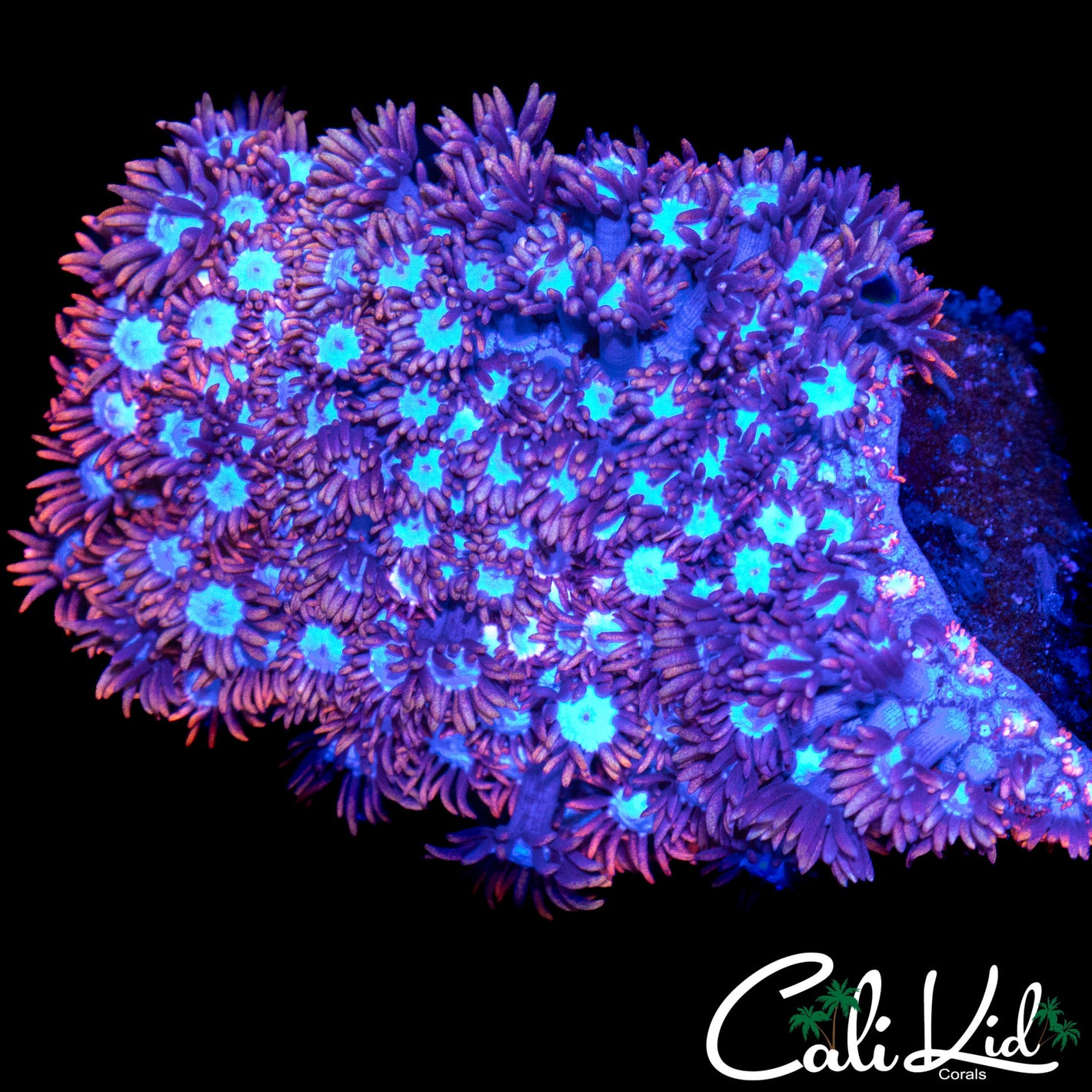 POWDER PUFF ALVEOPORA COLONY