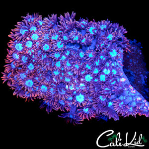 POWDER PUFF ALVEOPORA COLONY