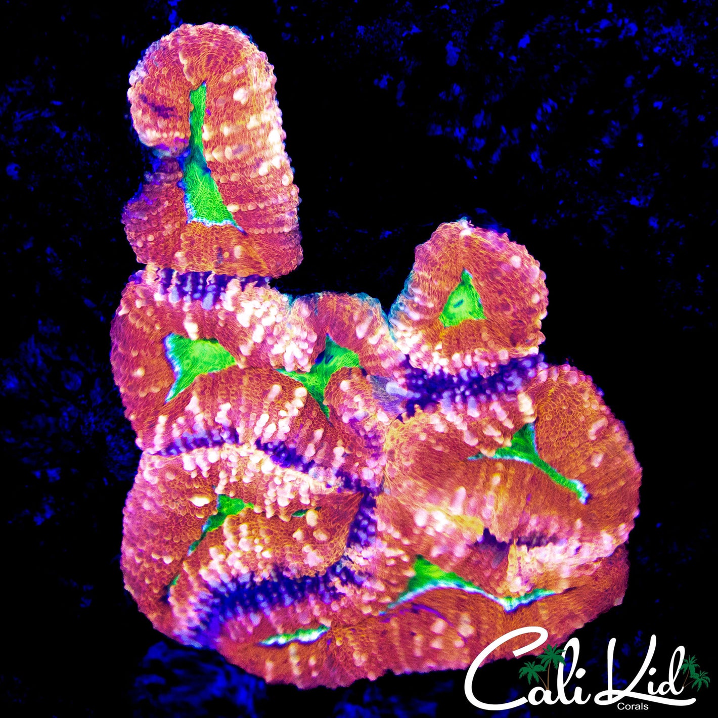 ULTRA HOT LOBO COLONY