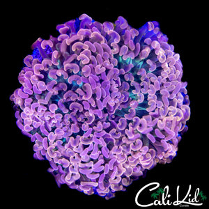 GREEN TENTACLE HYBRID HAMMER