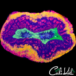 MINI MASTER LOBO "RARE SIZE"