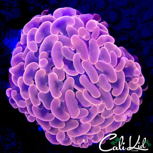 ORANGE HYBRID HAMMER