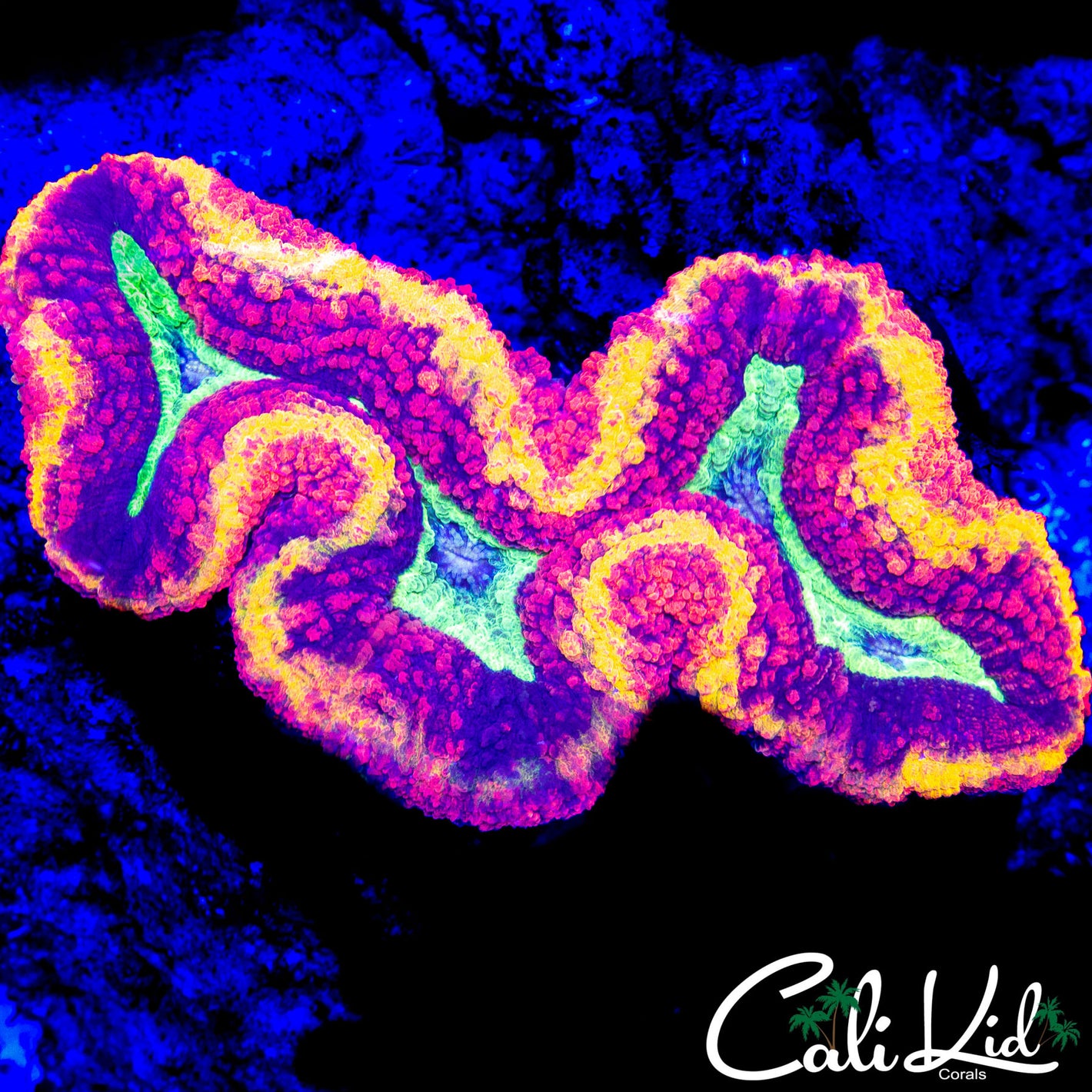 SHOW SIZE MASTER LOBO