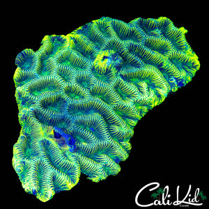 ECTOMORPH PLATYGYRIA