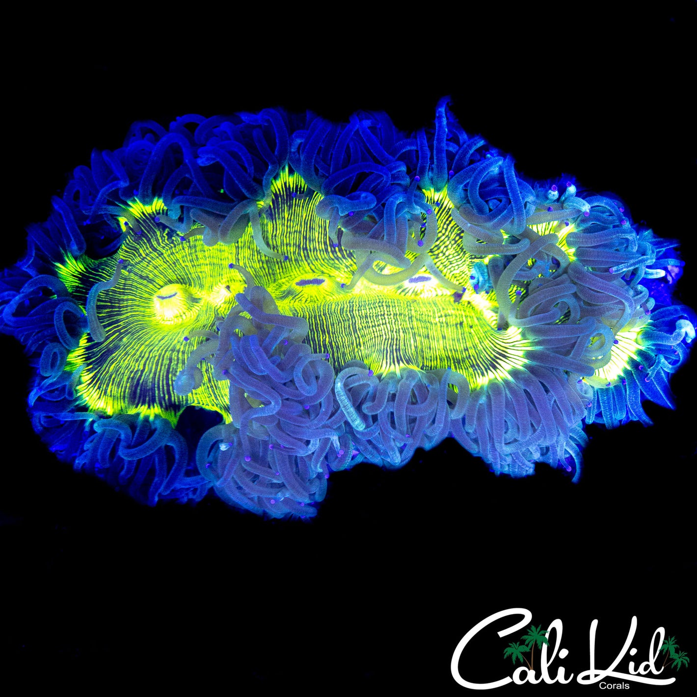 BRIGHTEST ELEGANCE EVER