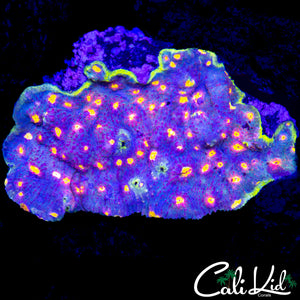 WATERMELON CHALICE COLONY