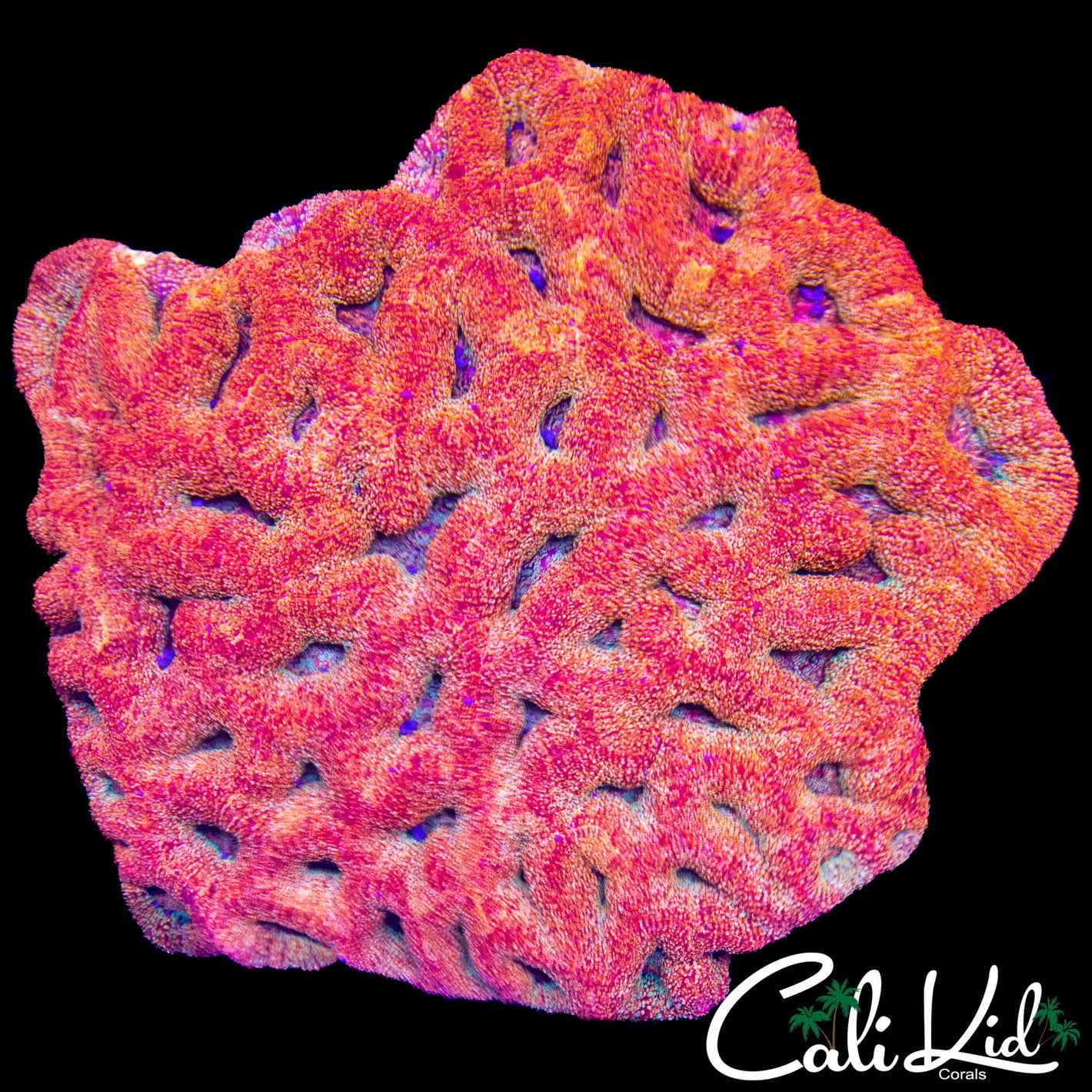 XXL SPRINKLE ME MAN BOWERBANKI