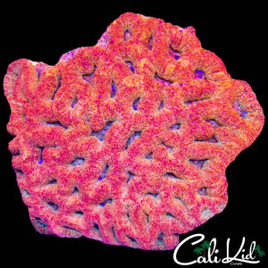 XXL SPRINKLE ME MAN BOWERBANKI