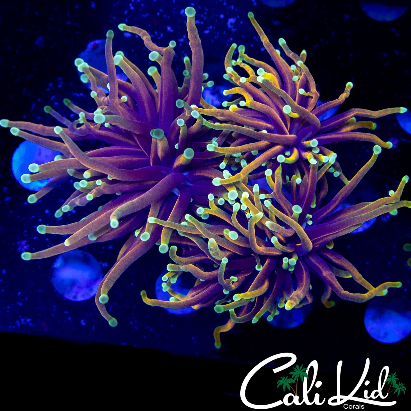 AQUACULTURED MULTI HEAD DRAGON SOUL TORCH