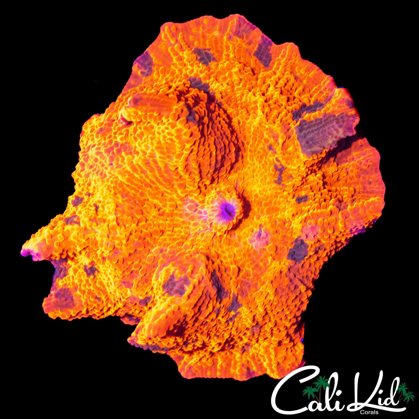 XL SPLATTER CANDY CRUSH