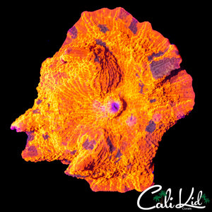 XL SPLATTER CANDY CRUSH