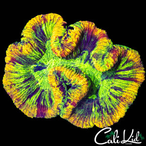 RAINBOW MASTER TYPE TRACHY