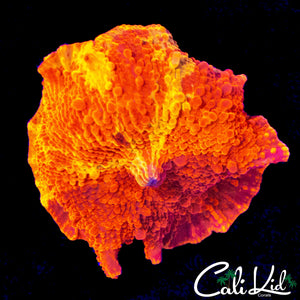 BOUNCE JAWBREAKER MUSHROOM