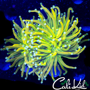 AQUACULTURED BANANA GRAIL TORCH