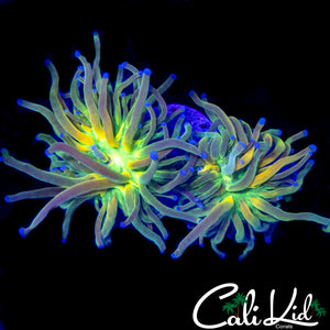 AQUACULTURED BANANA GRAIL TORCH