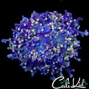 RAINBOW TENTACLE KINGSPAWN