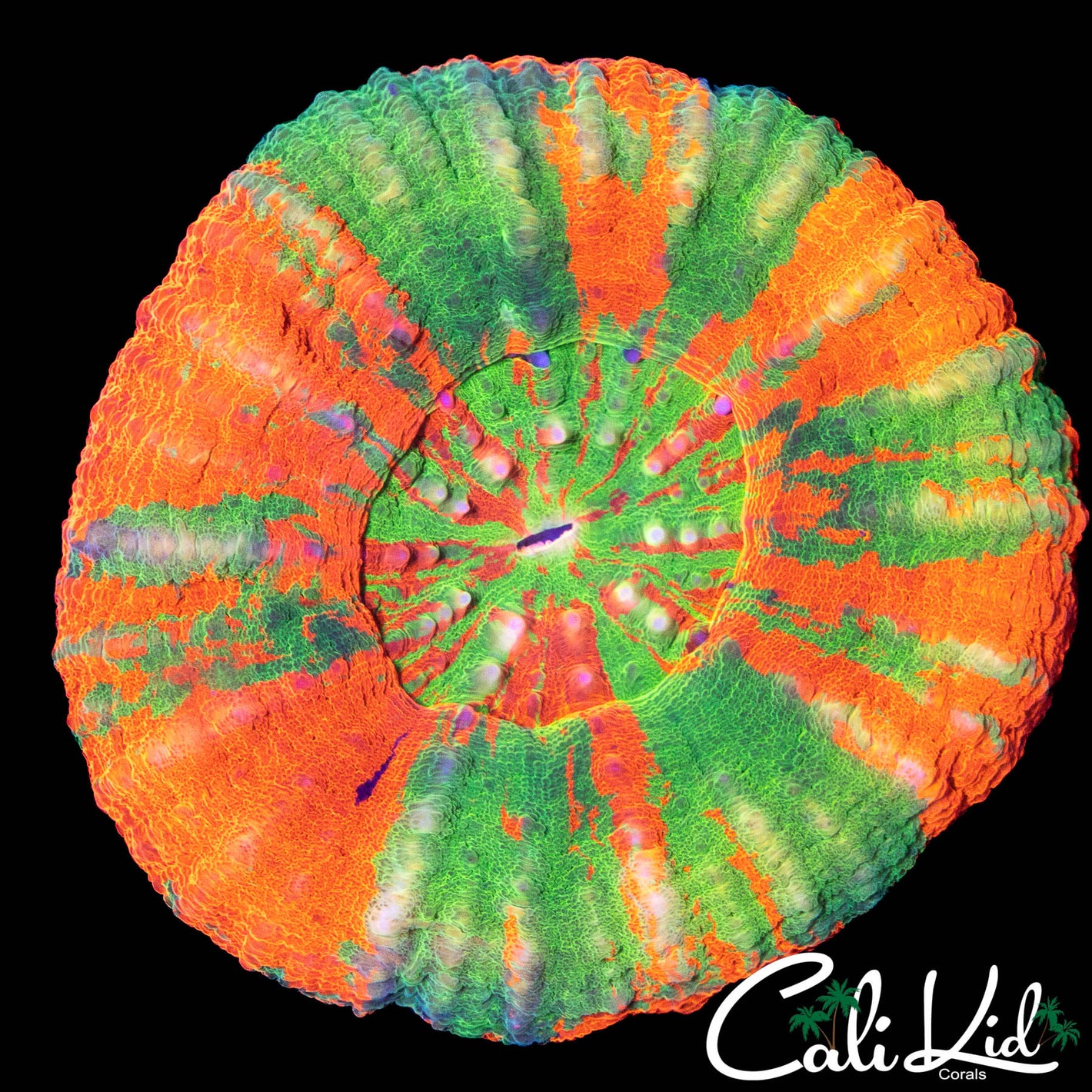 PURPLE SLICE REVERSE BLEEDING APPLE SCOLY