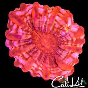 BEAUTIFUL PATTERN CYNARINA