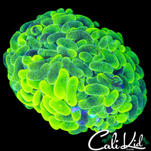 SUPER BRIGHT SPLATTER HAMMER