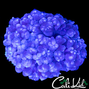 GHOST BUBBLE CORAL