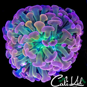 RARE RAINBOW BRANCHING HAMMER