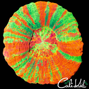 SUPER BRIGHT 4 COLOR SCOLY