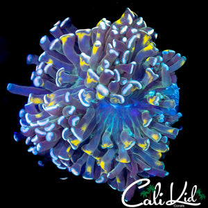 YELLOW TIP TENTACLE HAMMER