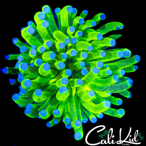 REGULAR GRADE GLITTER GRAIL TORCH