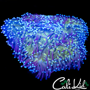 ONE OF A KIND INDO ANEMONE