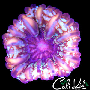 MULTI COLOR CYNARINA