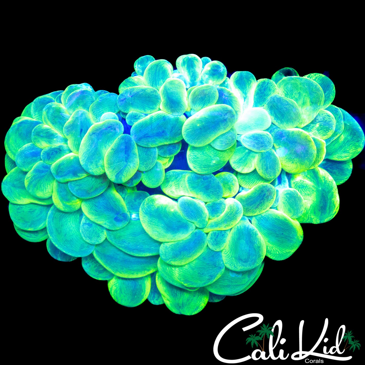 SPLATTER BUBBLE CORAL