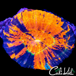 CRAZY MASTER SCOLY W/ GREEN RING