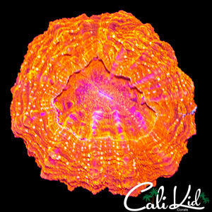 SUPER BRIGHT SPECKLED ACANTHO