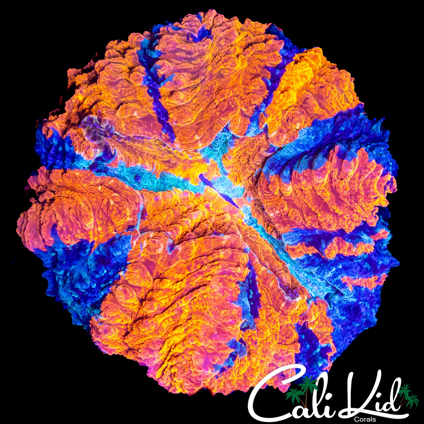 AMAZING PATTERN ACANTHO