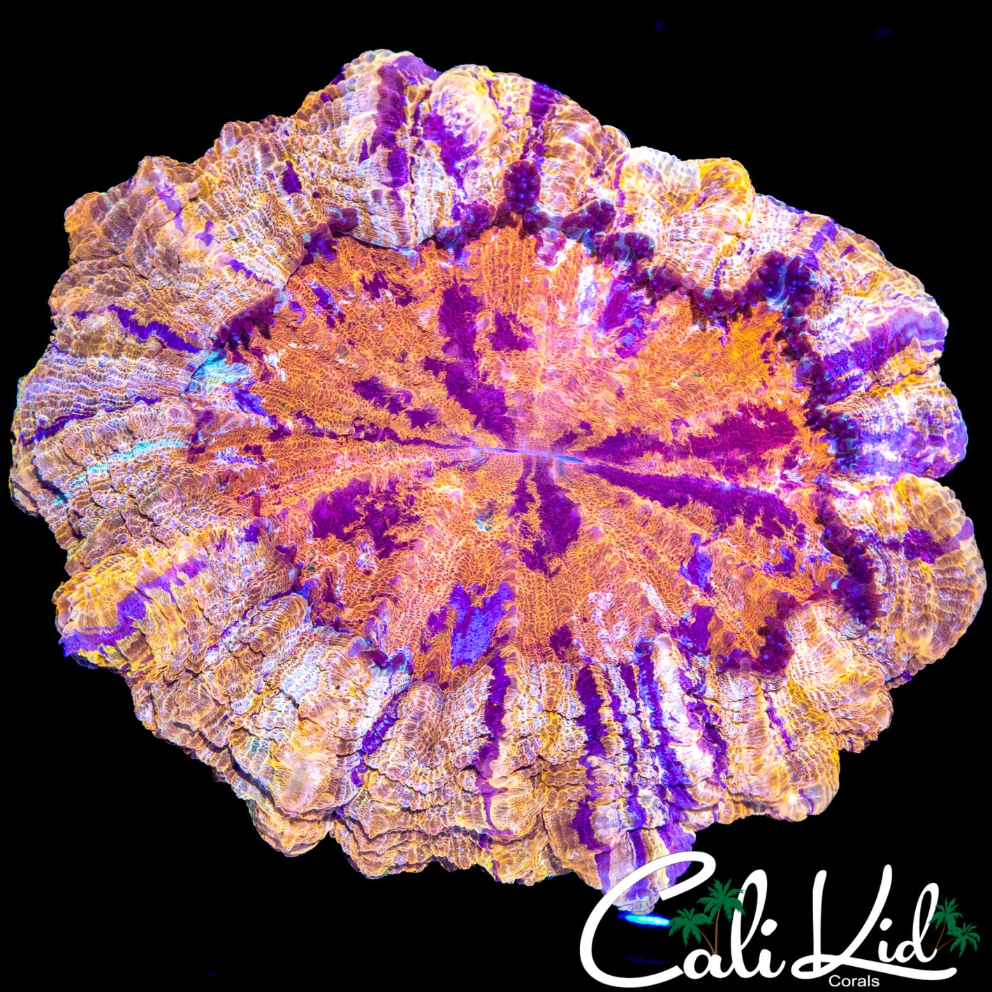 SHOW SIZE RAINBOW CANTHO