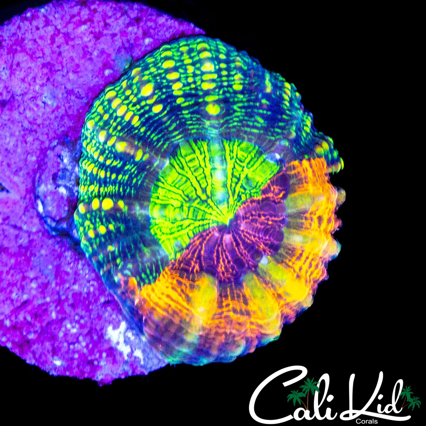 ONE OF A KIND BUTTON SCOLY