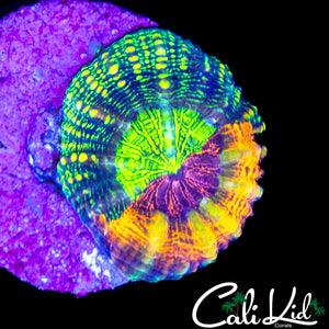 ONE OF A KIND BUTTON SCOLY