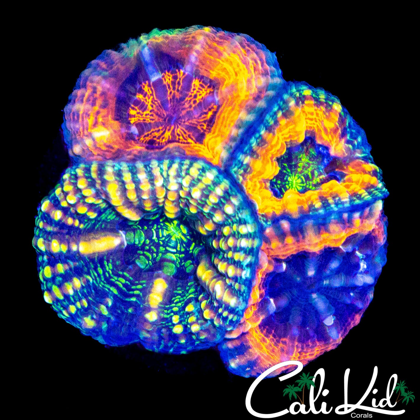 4 HEAD GRAFTED BUTTON SCOLY