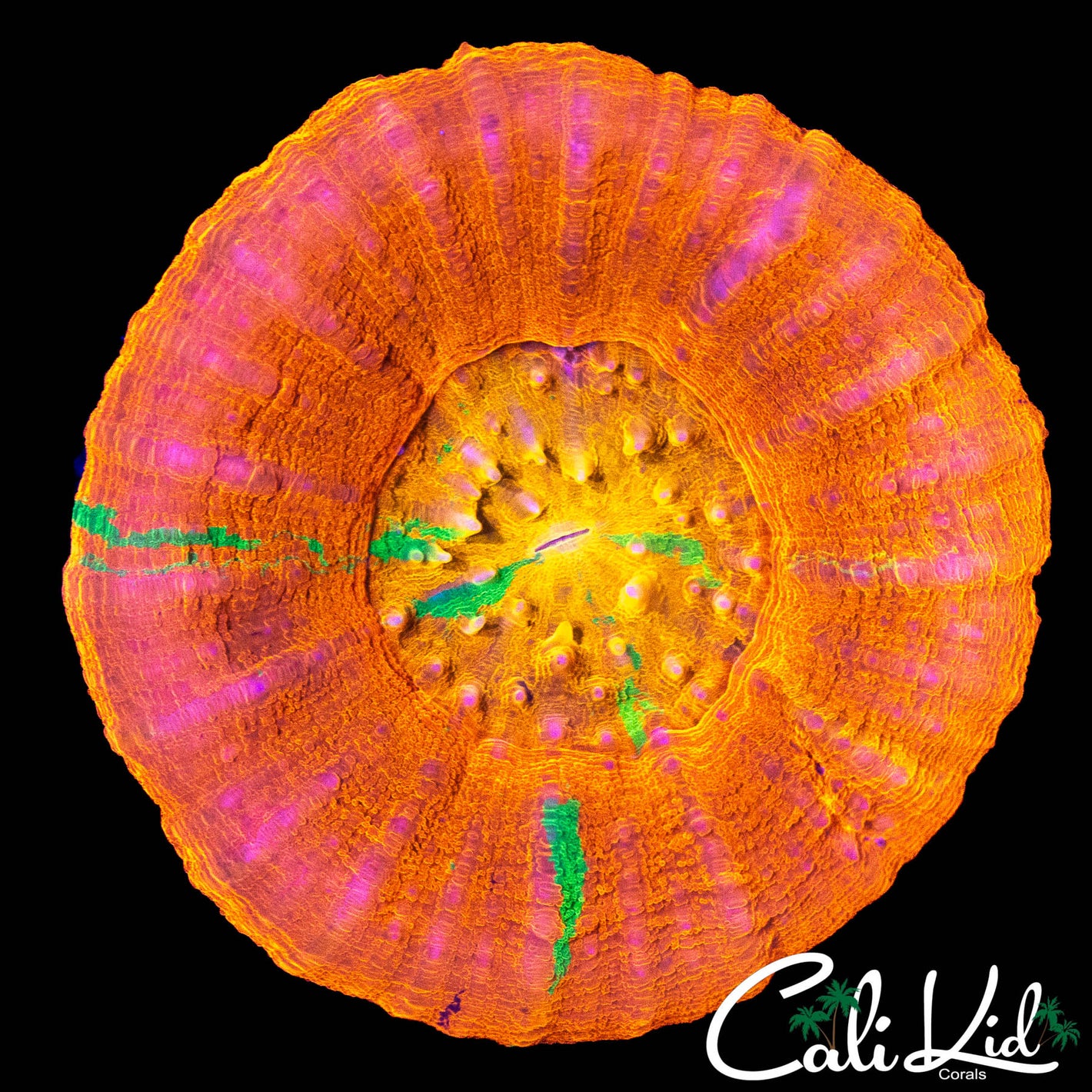 RARE ORANGE MASTER SCOLY