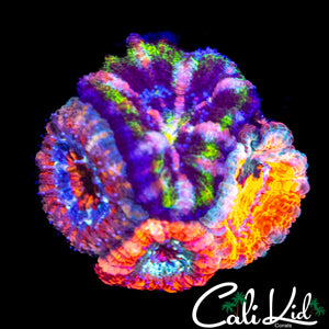 MULTI HEAD RAINBOW ACAN MINI COLONY