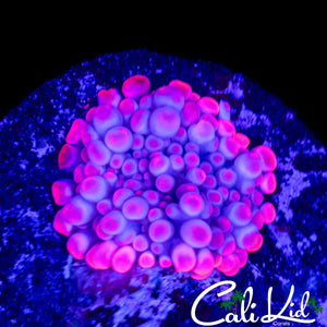 CK 66 BOUNCE MUSHROOM