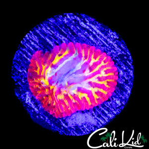 CK 5TH ELEMENT DIASERIS