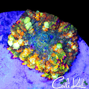 CK HISTERIA BOUNCE SHROOM