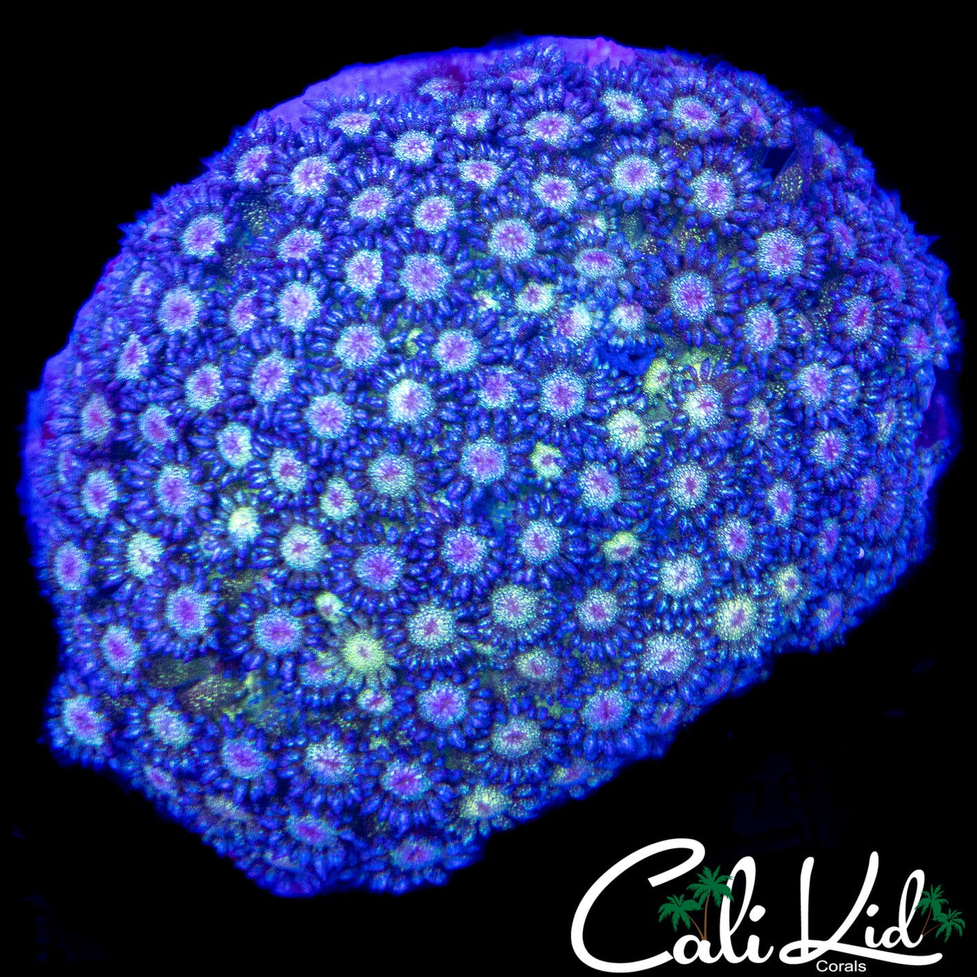 LARGE GLITTER GONI COLONY