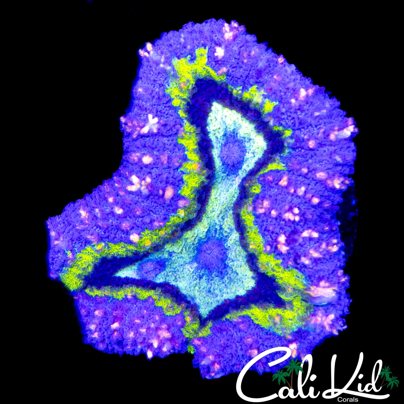 PINK SPECKLED  RAINBOW LOBO