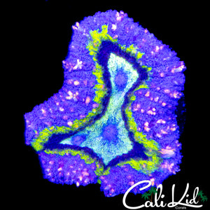 PINK SPECKLED  RAINBOW LOBO